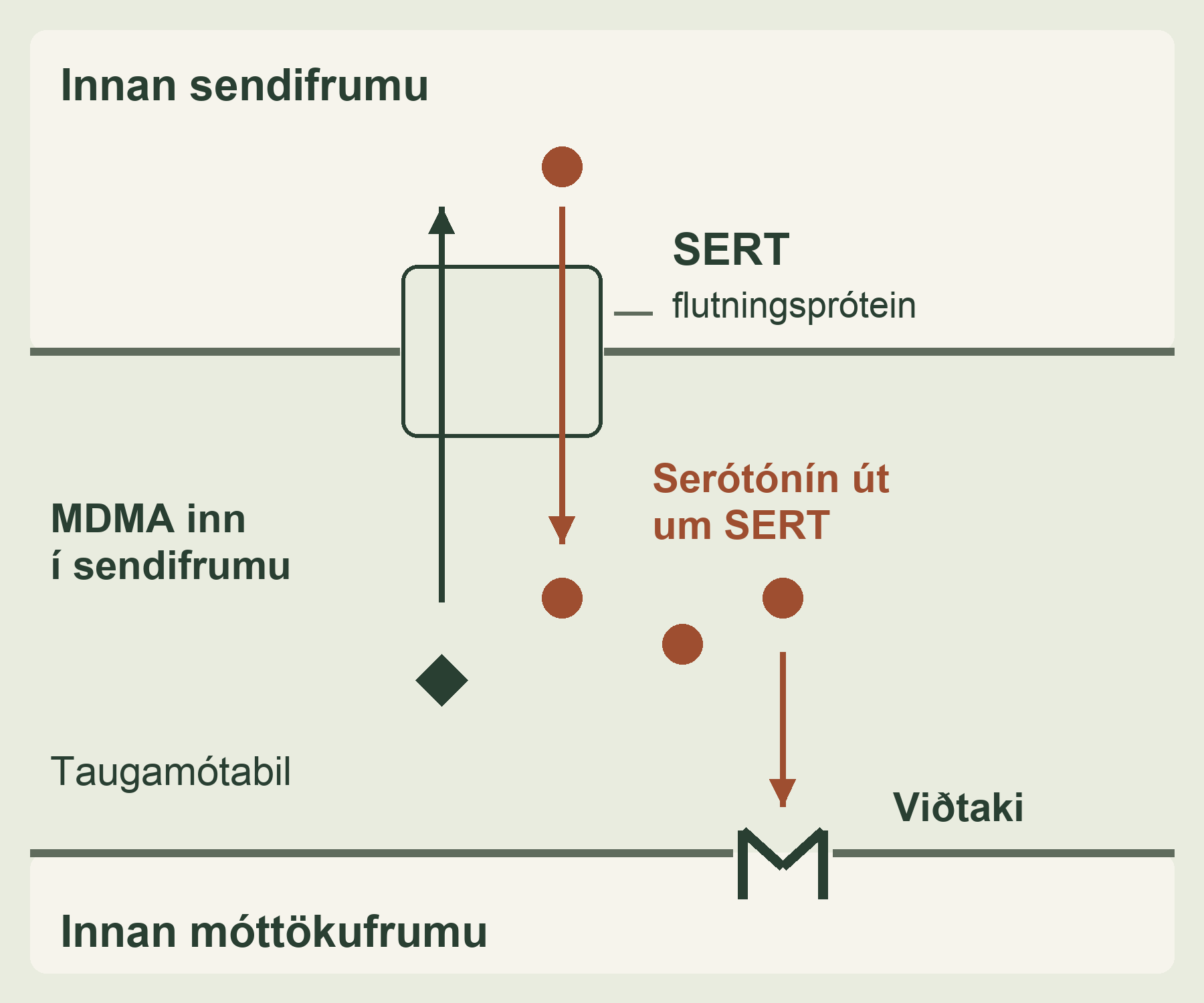 Dökkgræn ör sýnir MDMA inn í sendifrumu um SERT. Brún ör sýnir serótónín út um SERT í taugamótabil. Serótónín binst síðan viðtaka á móttökufrumu.
