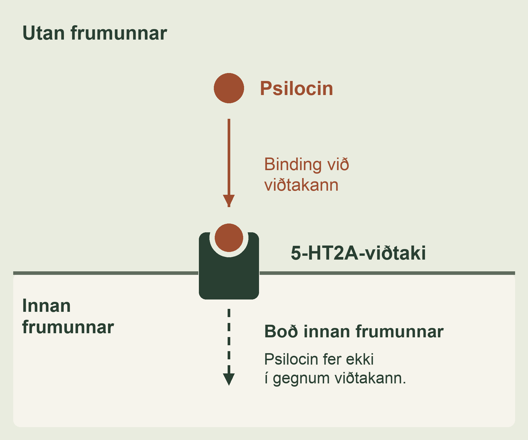 Psilocin binst 5-HT2A-viðtaka utan frumunnar. Heil ör sýnir bindingu; strikuð ör sýnir boð innan frumunnar. Psilocin fer ekki í gegnum viðtakann.